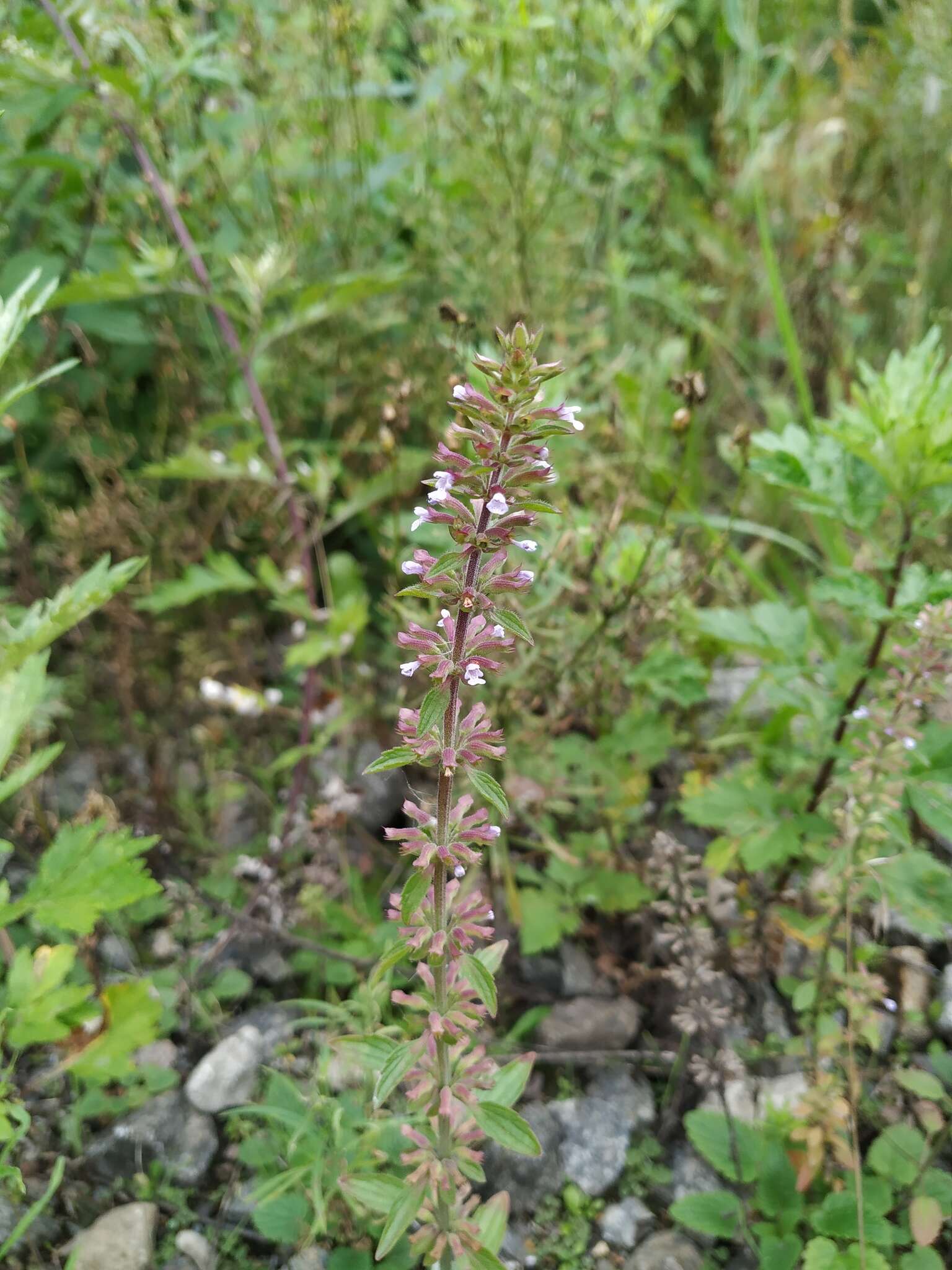 Image of thymeleaf dragonhead