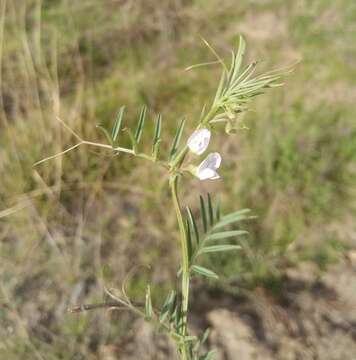 Image of Vicia graminea Sm.