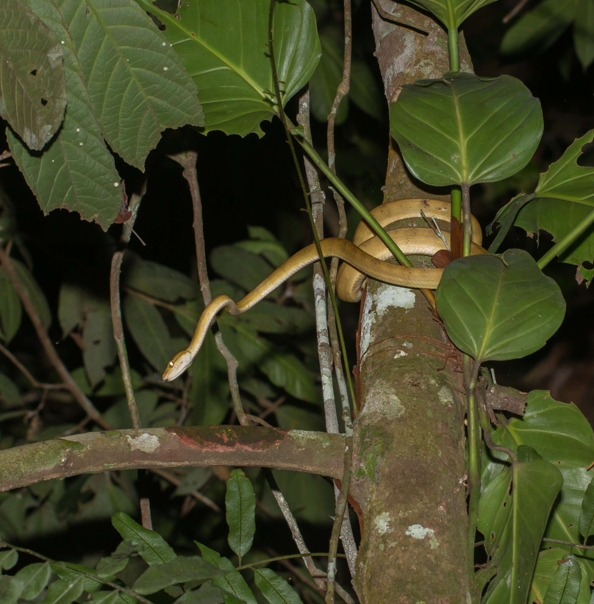 Image of Corallus hortulana (Linnaeus 1758)