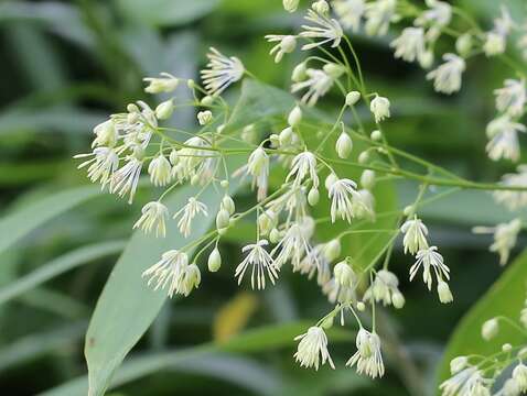 Image of Thalictrum minus subsp. thunbergii (DC.) Vorosh.