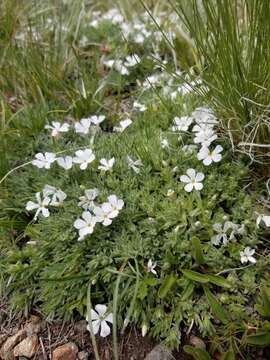 Image of cushion phlox