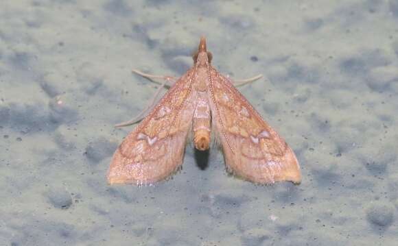 Choristostigma disputalis Barnes & McDunnough 1917 resmi