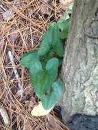 Image de Hexastylis arifolia (Michx.) Small