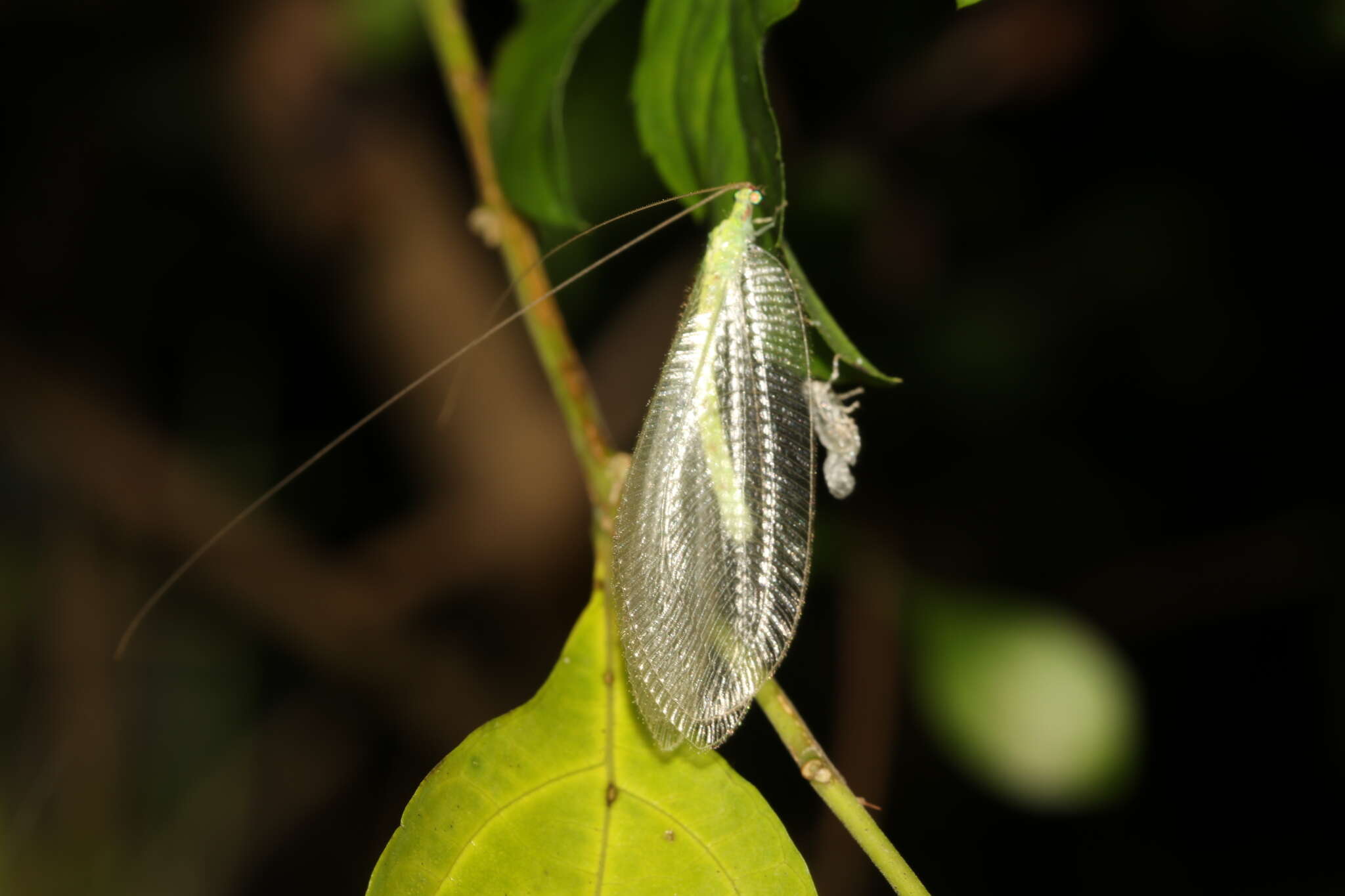 Image of Apochrysa matsumurae Okamoto 1912