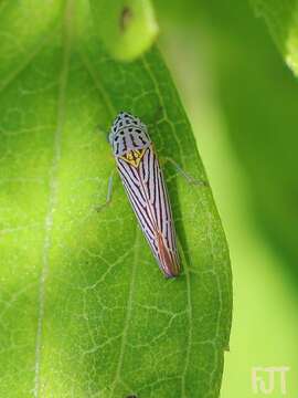 Image of Graphocephala aurora (Baker 1898)