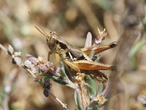 Melanoplus gracilipes Scudder & S. H. 1897的圖片