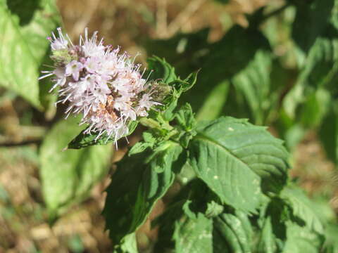 Image of Garden mint