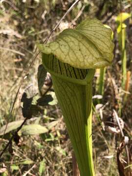 Image of pitcherplant