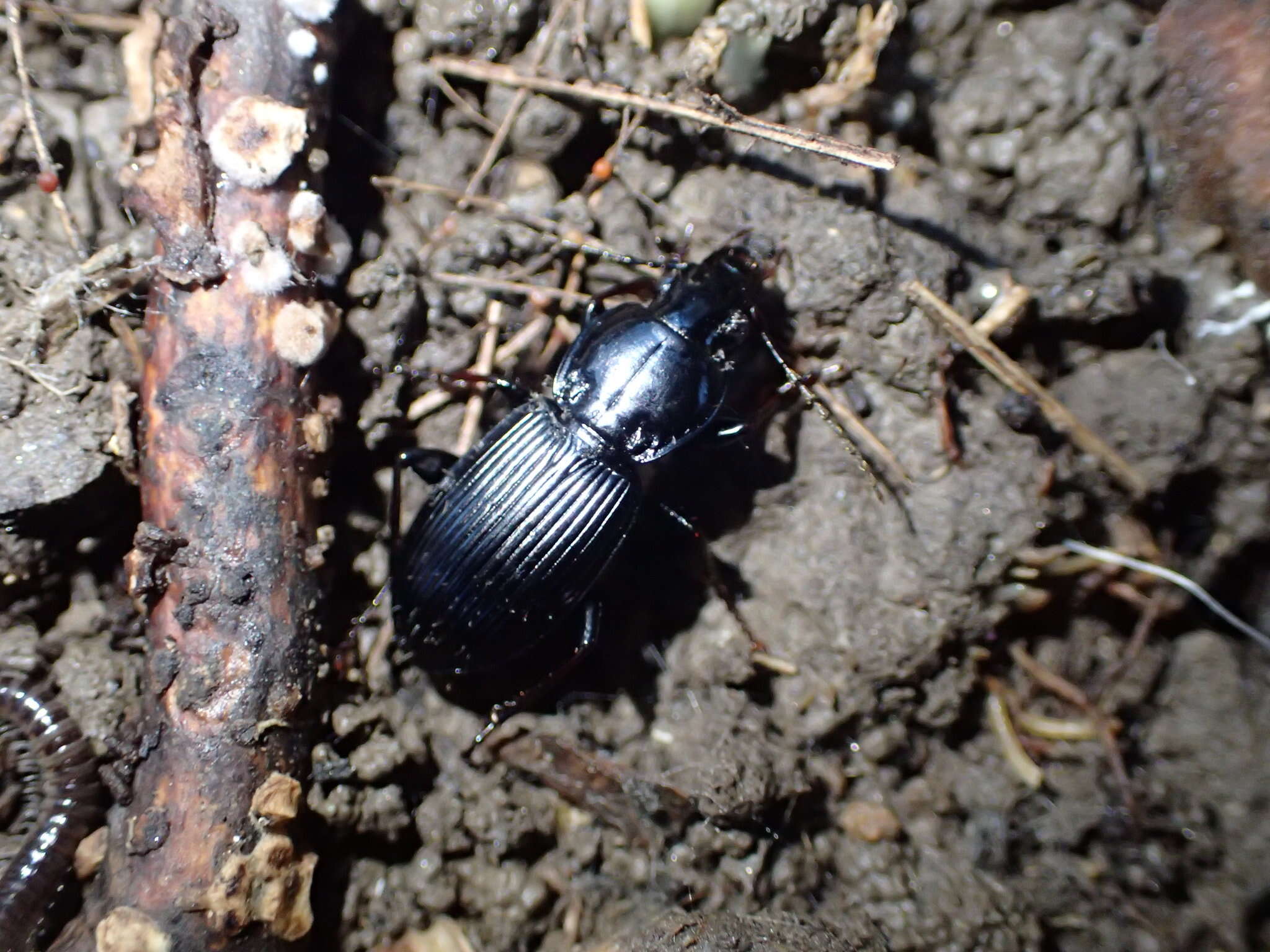 Imagem de Pterostichus (Petrophilus) stygicus (Say 1823)