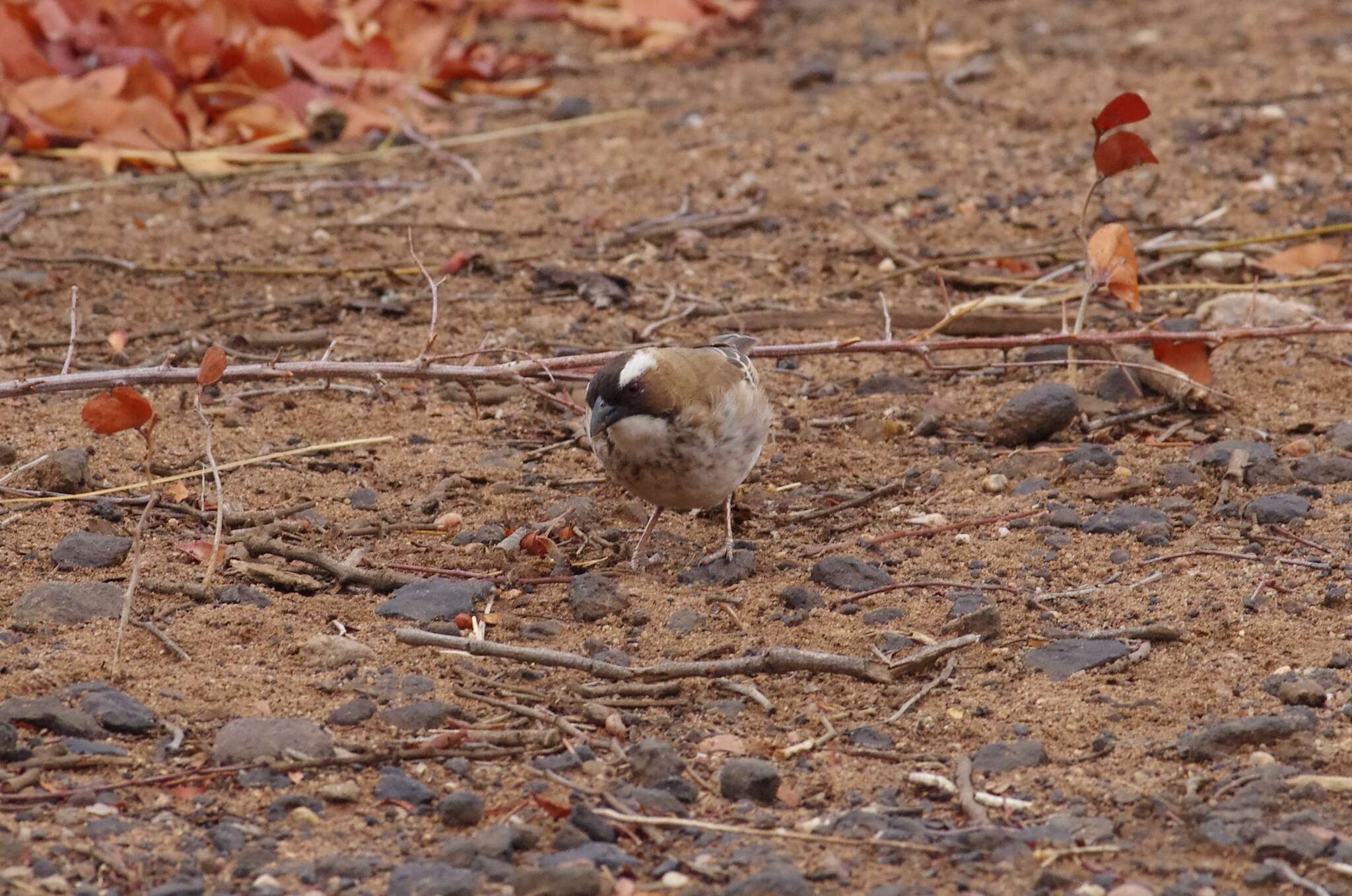 Image of sparrow-weaver