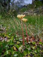 Слика од Petrosedum ochroleucum (Chaix) Niederle