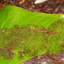 Image of Salamandra del Pico Picucha