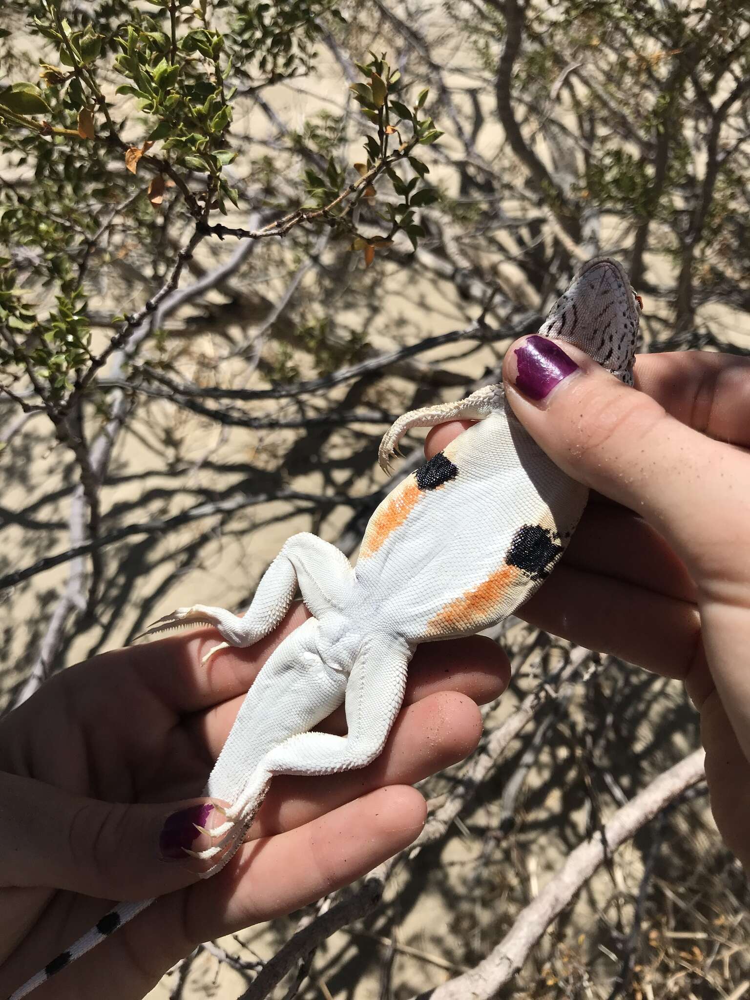 Image of Colorado Desert Fringe-toed Lizard