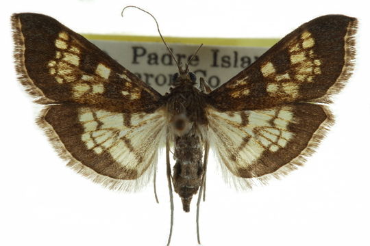 Image of <i>Diacme phyllisalis</i> Walker 1859