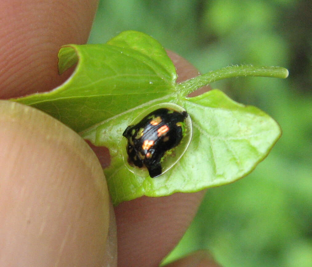 Image of Mottled Tortoise Beetle