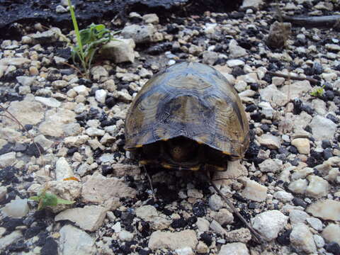 Image of Terrapene mexicana yucatana (Boulenger 1895)