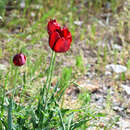Image of Tulipa hungarica Borbás