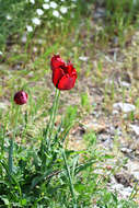 Image of Tulipa hungarica Borbás