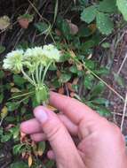 صورة Eriogonum umbellatum var. majus Hooker