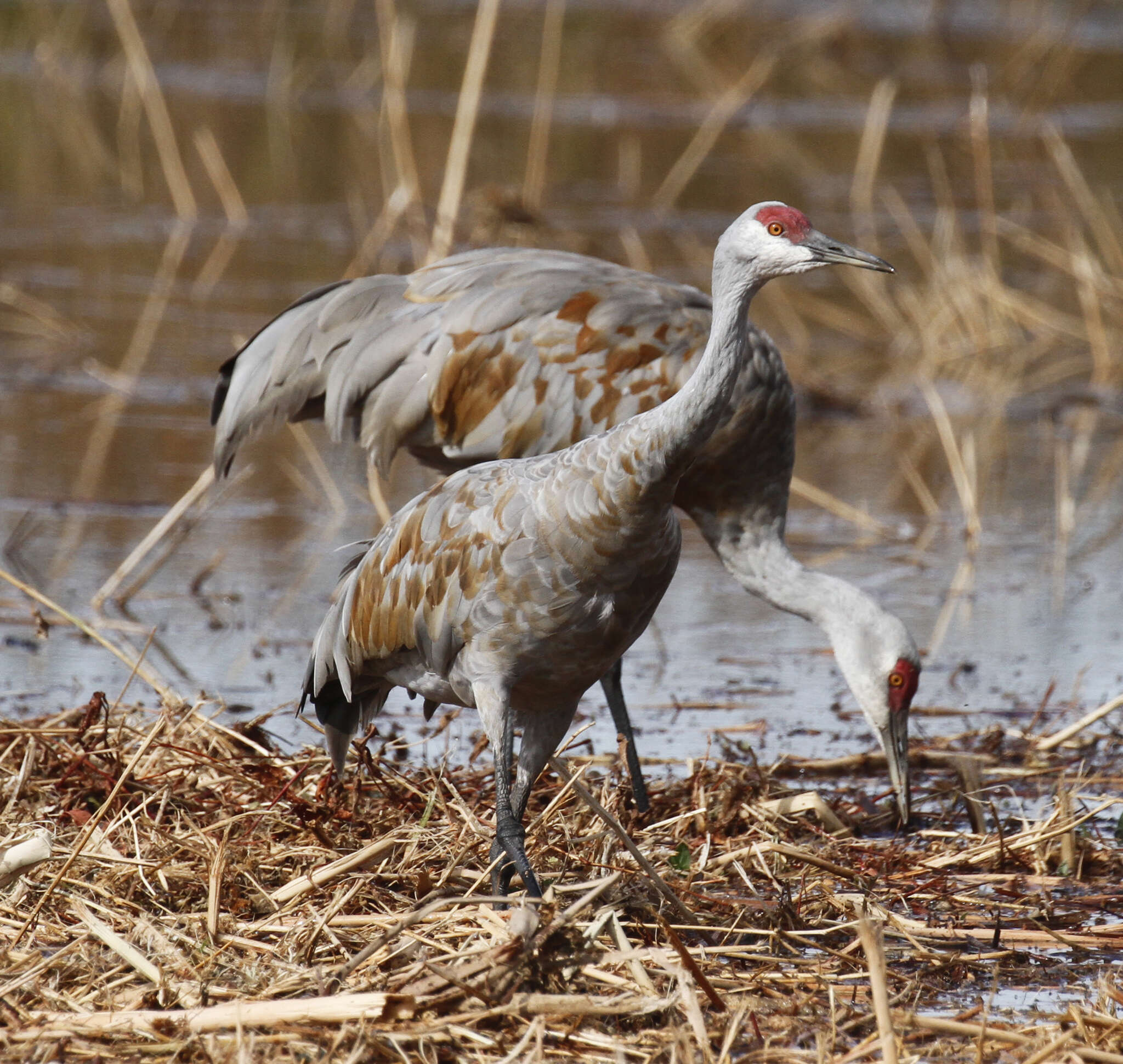 Image of Antigone canadensis canadensis (Linnaeus 1758)