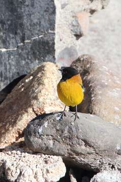 Слика од Phrygilus atriceps (d'Orbigny & Lafresnaye 1837)