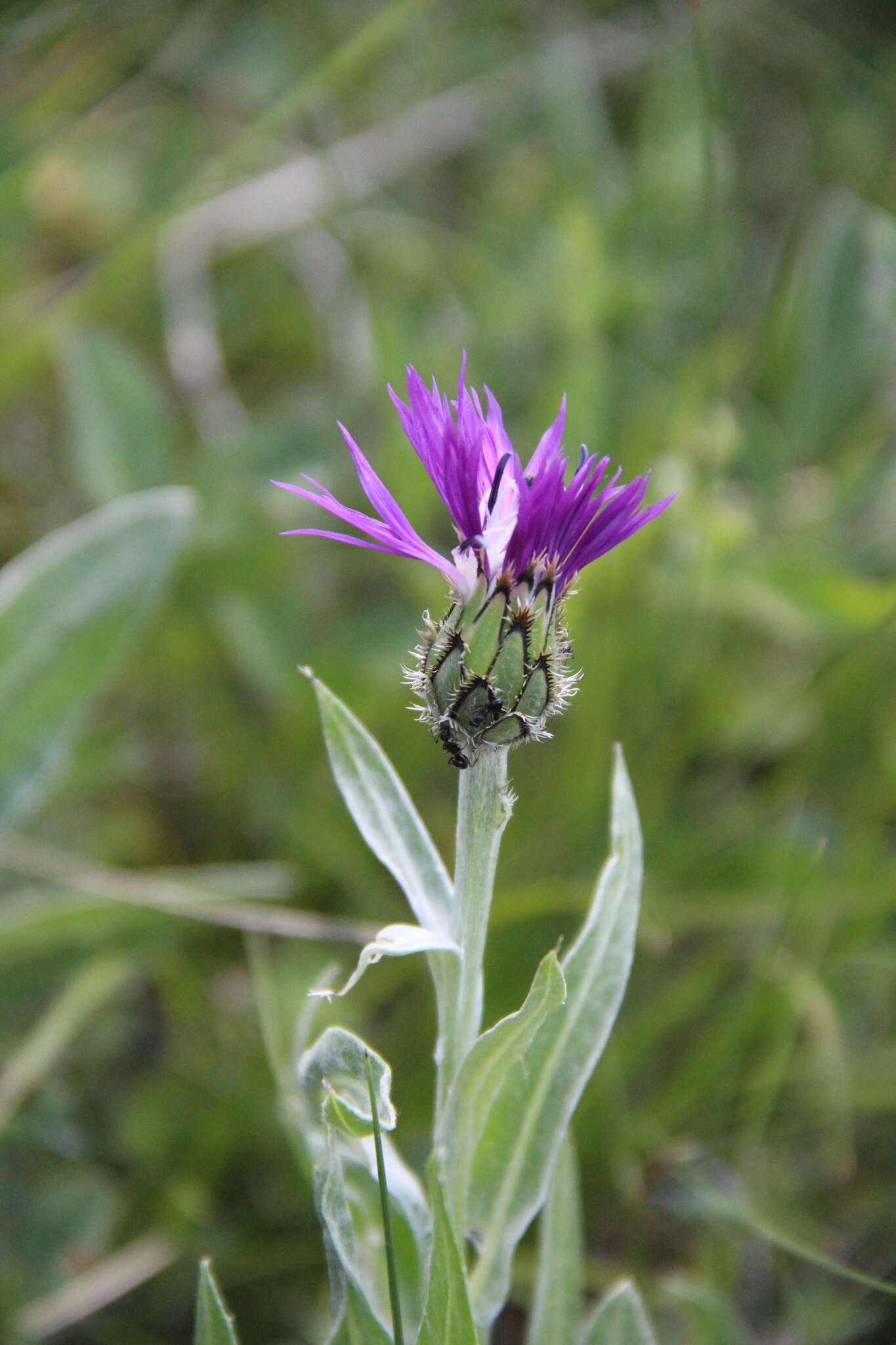 Слика од Centaurea cheiranthifolia subsp. willdenowii (Czer.) A. D. Mikheev