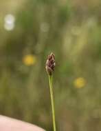 Image of Drummond's Yellow-Eyed-Grass