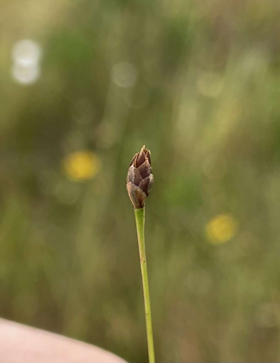 Image of Drummond's Yellow-Eyed-Grass