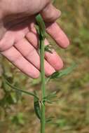 Image of <i>Erigeron <i>strigosus</i></i> var. strigosus