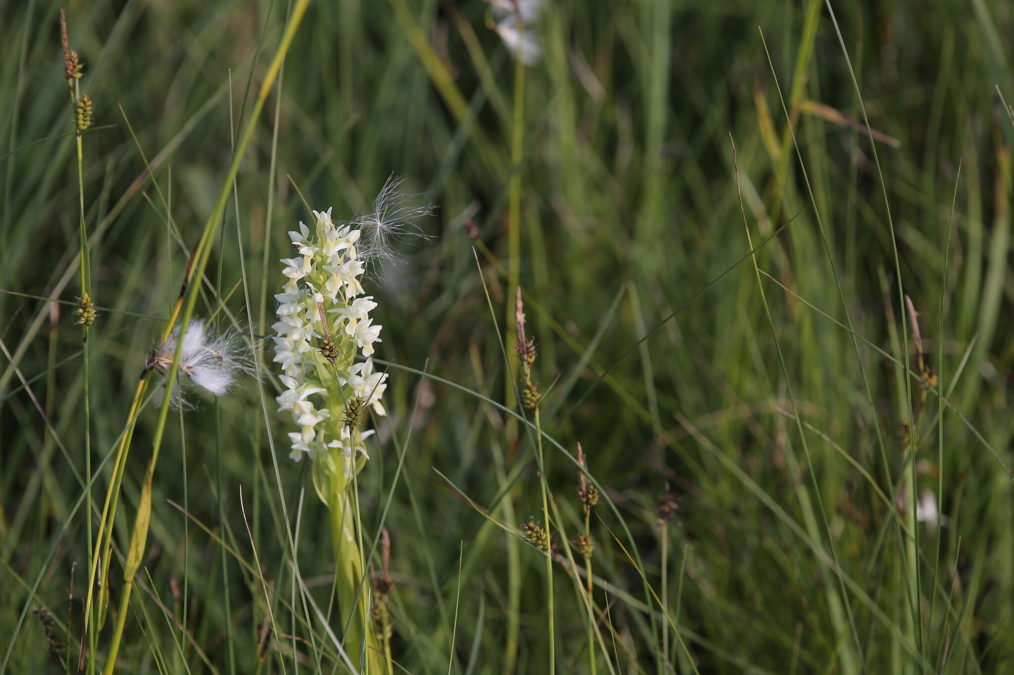 Dactylorhiza incarnata subsp. ochroleuca (Wüstnei ex Boll) P. F. Hunt & Summerh. resmi