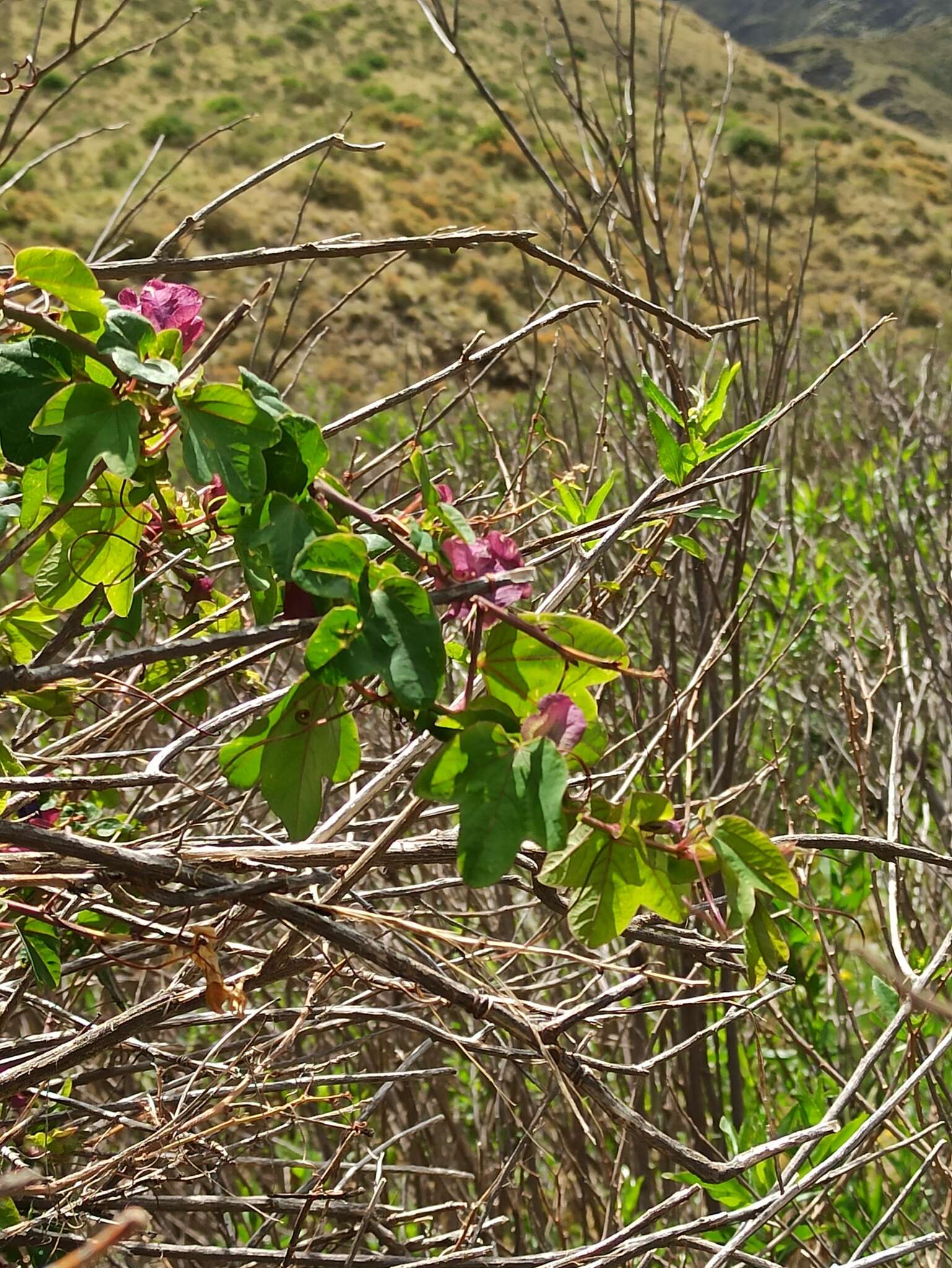 Image of Passiflora umbilicata (Griseb.) Harms