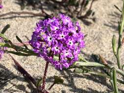 Image of pink sand verbena