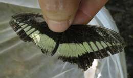 Image of White-banded Swallowtail