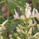 Astragalus lentiginosus var. yuccanus M. E. Jones的圖片