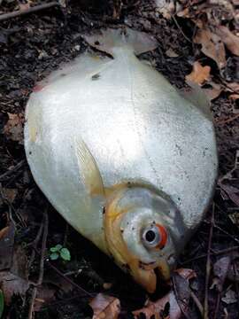 Image of Silver Dollar fish