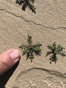 Image of shaggyfruit pepperweed