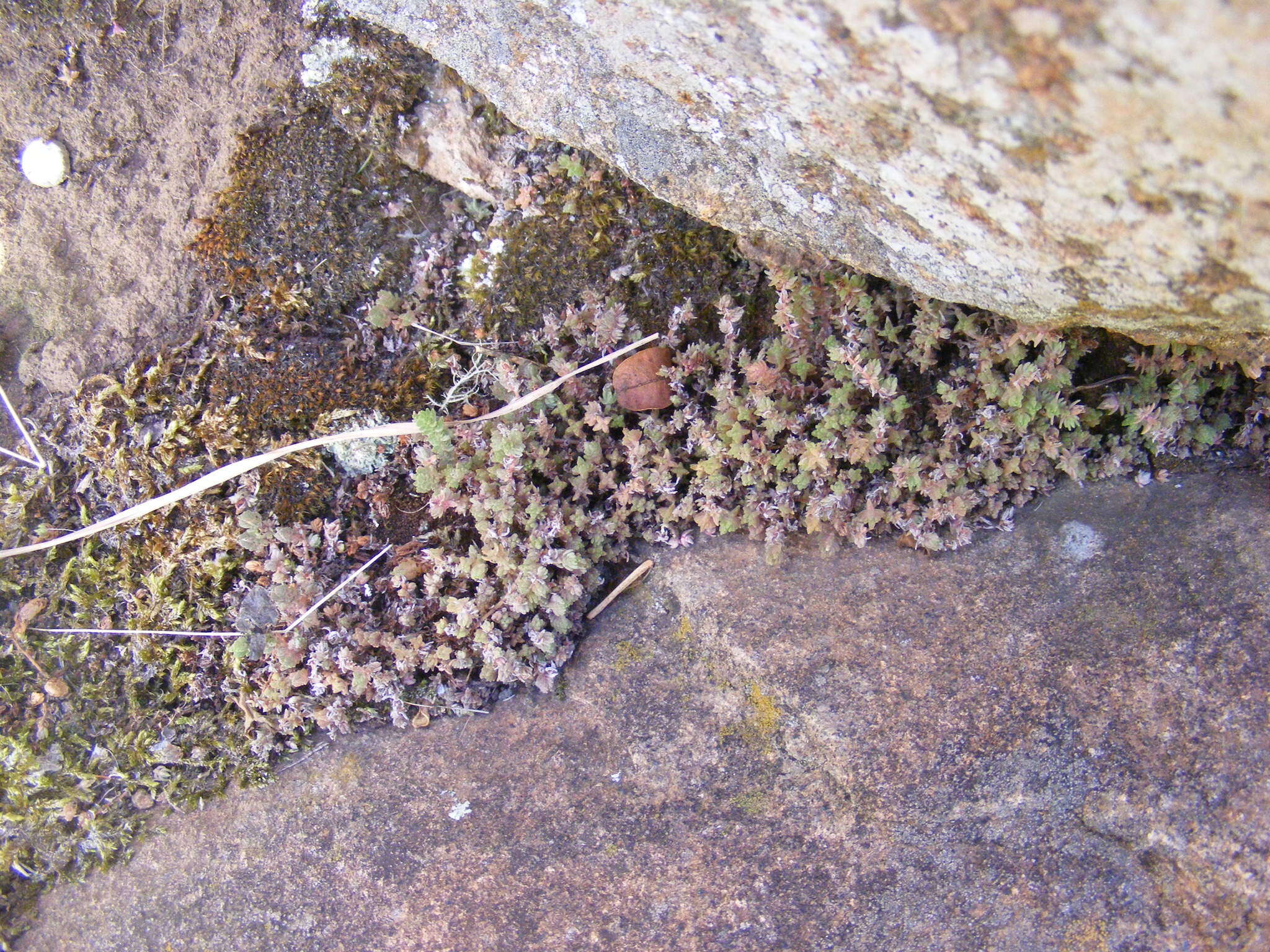 Слика од Crassula lanceolata subsp. lanceolata