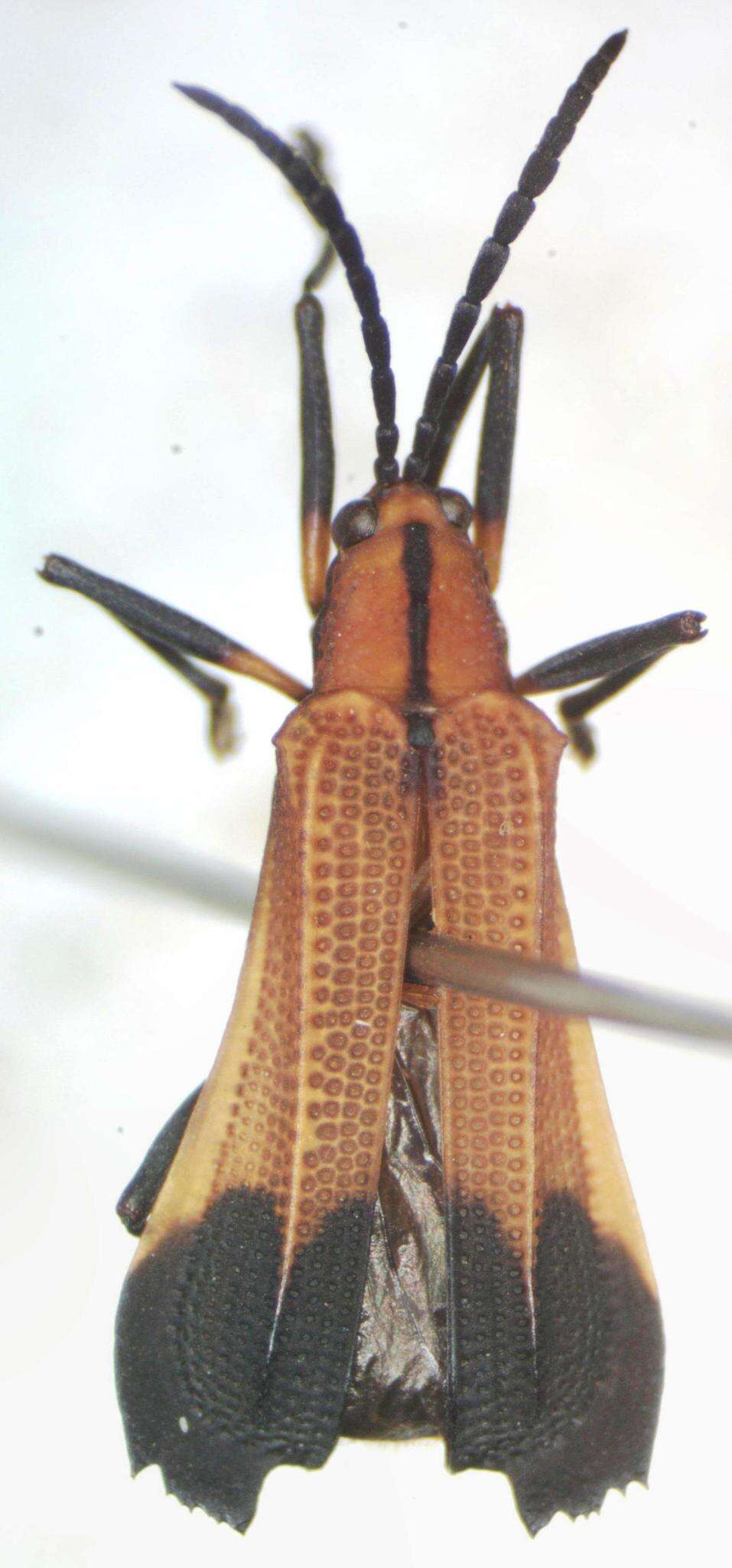 Image of Sceloenopla ampliata (Baly 1885)