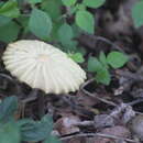 Image of Marasmius mbalmayoensis Douanla-Meli 2008