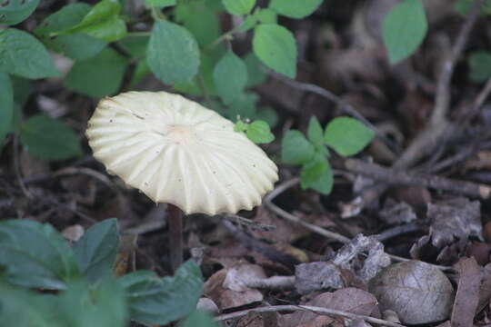 Image of Marasmius mbalmayoensis Douanla-Meli 2008