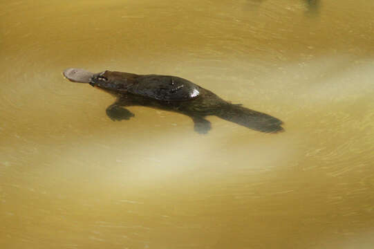 Image of platypus