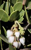 Слика од <i>Arctostaphylos montana</i> subsp. <i>ravenii</i>