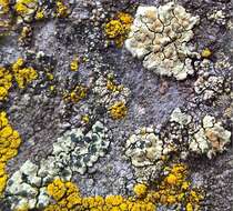 Image of Lecanora sulphurea (Hoffm.) Ach.