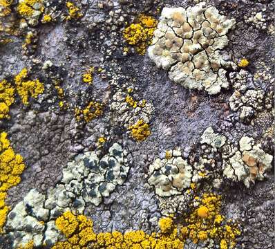 Sivun Lecanora sulphurea (Hoffm.) Ach. kuva