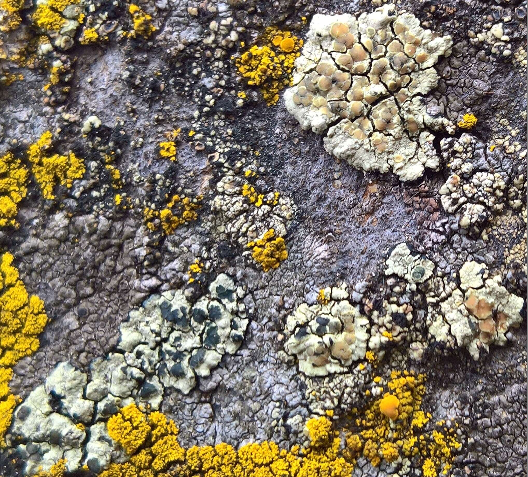 Слика од Lecanora sulphurea (Hoffm.) Ach.