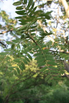 Image of Bursera copallifera (Sesse & Moc. ex DC.) Bullock