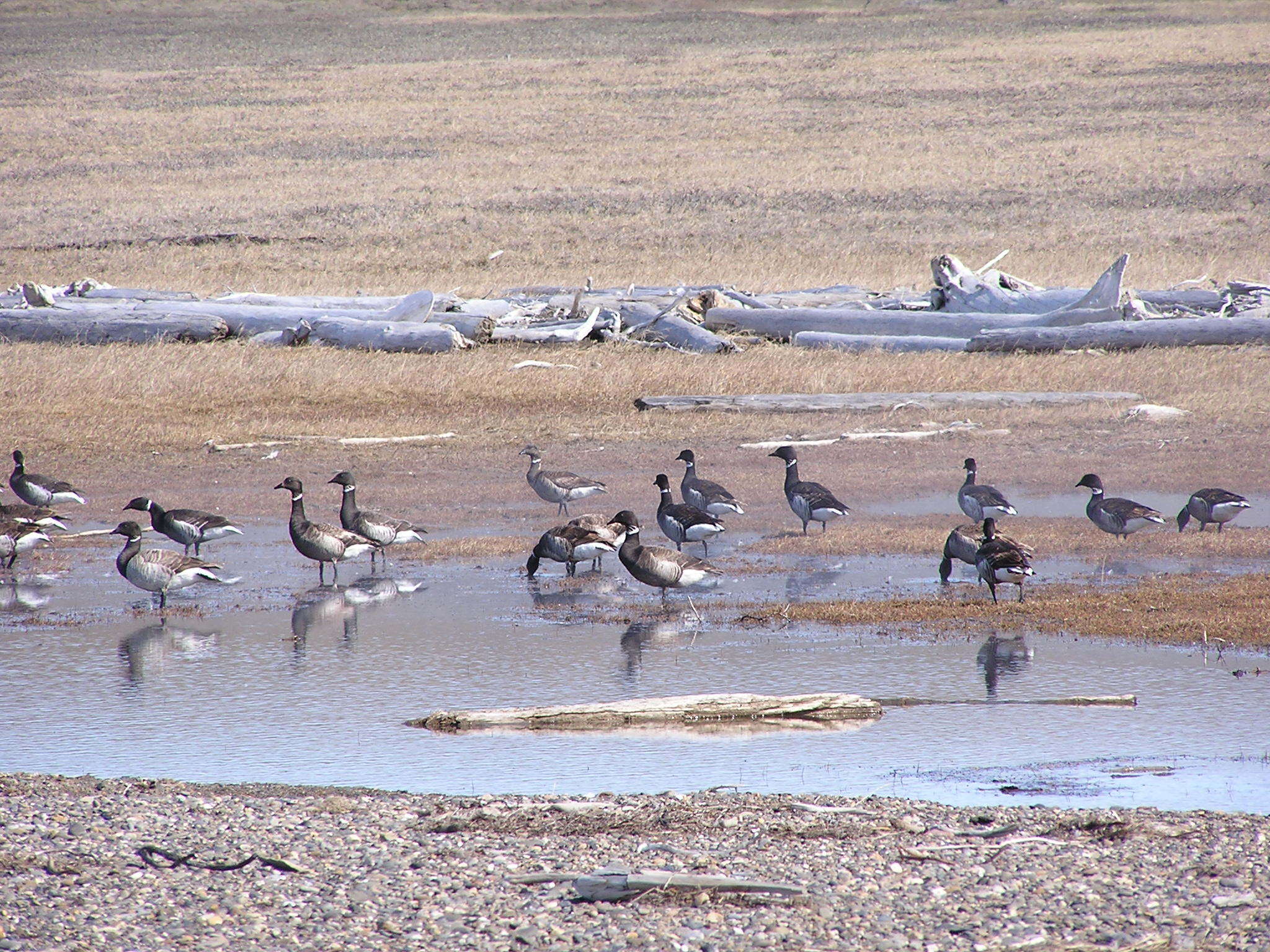 صورة Branta bernicla nigricans (Lawrence 1846)