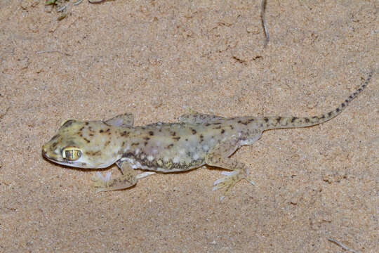 Image of Anderson's Short-fingered Gecko