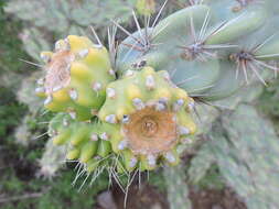 Image of tree cholla