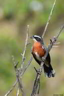 Image of Black-and-rufous Warbling Finch